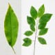 Black Cherry Leaves