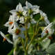 potato blossom