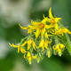 tomato blossom