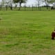 Large grassy areas for dogs to run and play