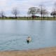 Pool in the large dog fenced area at Millie Bush Bark Park