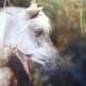princess_our_pony