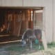 inspecting the new barn