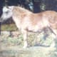 princess_our_pony