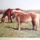princess_our_pony