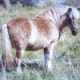princess_our_pony