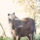 princess_our_pony