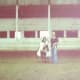 There were large horse in the class