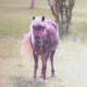 princess_our_pony