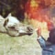 princess_our_pony