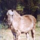 princess_our_pony