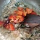 naatu-kozhi-kuzhambu-organic-chicken-curry