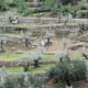 Olives growing on terraces. Picture taken near Valldemossa, Mallorca, Spain