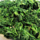 Spinach pressed and dried ready for use