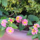 Some of the flowers in a garden in Mount Vernon, August 2013.