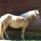 A horse at Mount Vernon, August 2013.