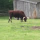 One of the Livestock at Mount Vernon. August 2013.