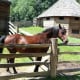 A horse with George Washington's 16 sided barn, August 2013.
