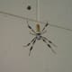 Huge Florida Spider