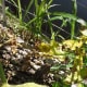 all-the-lovely-creatures-frogs-and-toads