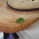 The Garden Hat Frog