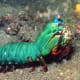 8-animals-that-have-amazing-powers
