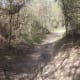 A primitive trail through the preserve