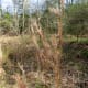 100-acre-wood-preserve-in-houston