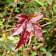 100-acre-wood-preserve-in-houston