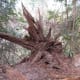 100-acre-wood-preserve-in-houston