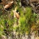 100-acre-wood-preserve-in-houston