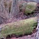 100-acre-wood-preserve-in-houston