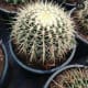 The cactus with flower | Archana Das