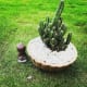 Cactus with little Buddha | Archana Das