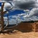Bristlecone Pine Tree at Bryce Canyon