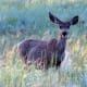 Mule Deer in Bryce Canyon National Park