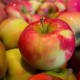 Apples are important at an Amish Christmas.