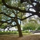 Trees in Antioch Park