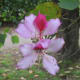 Kachnar flower