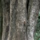 The trunk of a mature kachnar tree