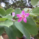 The bilobed leaves