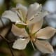 The white flowered variety of kachnar