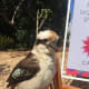 This beautiful Kookaburra stayed with me for quite some time as I painted The Calyx. People were taking photos of us.
