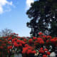 Beautiful flowers in Flame tree | Archana Das