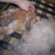 long-haired-bunny-care-guide-the-great-bunny-moult--what-to-do-when-all-your-rabbits-fur-falls-out