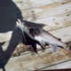 Grunting Catfish (Photo of a Photo)