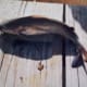 Apollo Beach Canal Fishing