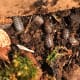 Armadillidium Vulgare adults, wild-caught in southeastern U.S.