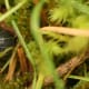 I disturbed a pill bug (Armadillidiidae) who promptly rolled himself into a ball.