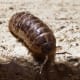 Armadillidiidae, Valverde, Vilarromarís, Oroso, Galicia (Spain)